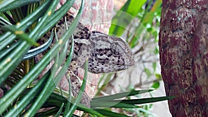 Flap-necked chameleon