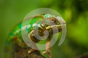 Flap-necked chameleon