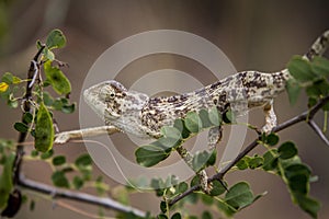 Flap-necked chameleon on a branch