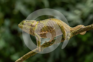 Flap-necked Chameleon - Chamaeleo dilepis