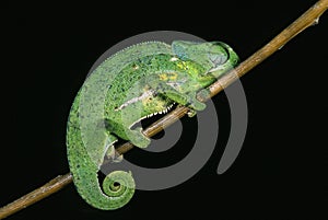 FLAP-NECKED CHAMELEON chamaeleo dilepis, ADULT STANDING ON BRANCH