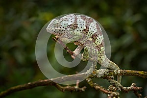 Flap-necked chameleon Chamaeleo dilepis,on the branch in forest habitat. Exotic beautiful endemic green reptile with long tail