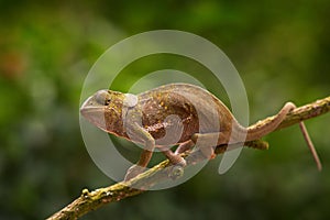 Flap-necked chameleon Chamaeleo dilepis,on the branch in forest habitat. Exotic beautiful endemic green reptile with long tail