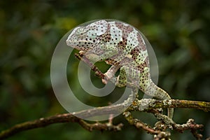 Flap-necked chameleon Chamaeleo dilepis,on the branch in forest habitat. Exotic beautiful endemic green reptile with long tail photo