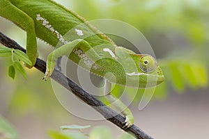 Flap Necked Chameleon, (Chamaeleo dilepis), South Africa