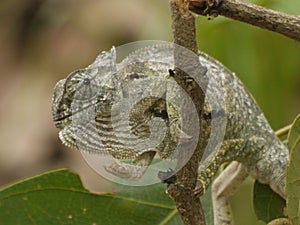 Flap-necked Chameleon photo