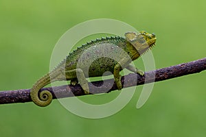 Flap-Necked Chameleon, Kenya, Africa