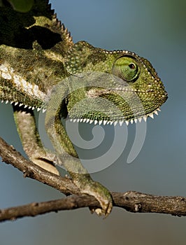 Flap-necked chameleon, Masai Mara, Kenya