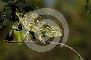 Flap-necked chameleon, Masai Mara, Kenya photo