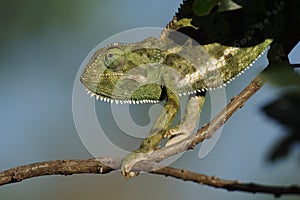 Flap-necked chameleon, Masai Mara, Kenya