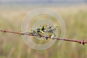 Flap Necked Chameleon Navigating Barbed Wire Chamaeleo dilepis