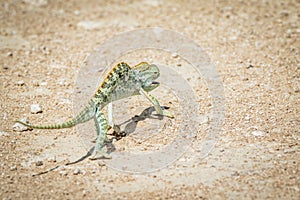 Flap-necked chameleon walking in the gravel.