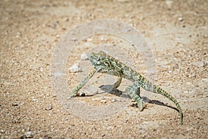 Flap-necked chameleon walking in the gravel.