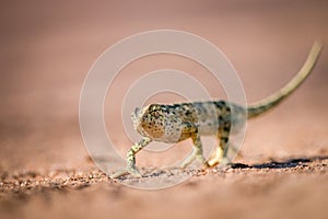 Flap-necked chameleon walking in the sand.