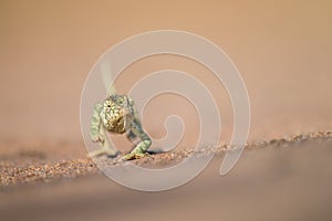 Flap-necked chameleon walking in the sand.