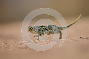 Flap-necked chameleon walking in the sand.