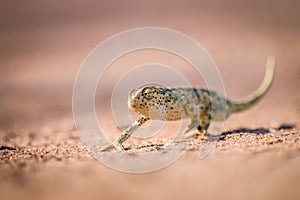 Flap-necked chameleon walking in the sand.