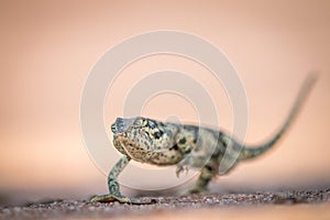 Flap-necked chameleon walking in the sand.