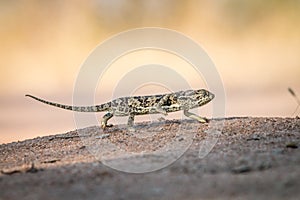 Flap-necked chameleon walking in the sand.