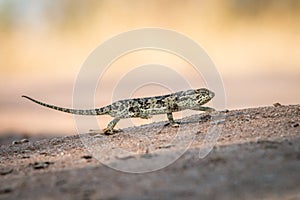 Flap-necked chameleon walking in the sand.