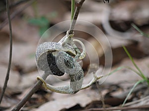 Flap-necked Chameleons