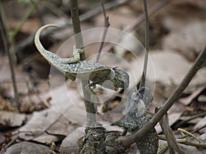Flap-necked Chameleons photo