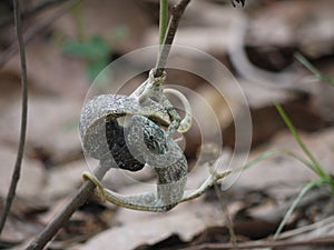 Flap-necked Chameleons photo