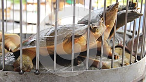 Flap-shelled turtles turtles are sold in Vietnamese market