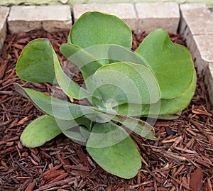 Flapjack Succulent