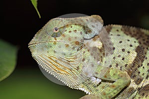 Flapneck chameleon