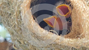Flapper of asian golden weaver in nest