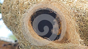 Flapper of asian golden weaver in nest