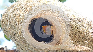 Flapper of asian golden weaver in nest