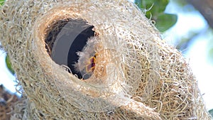 Flapper of asian golden weaver in nest