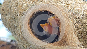 Flapper of Asian Golden Weaver in nest