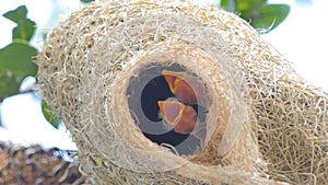 Flapper of Asian Golden Weaver in nest