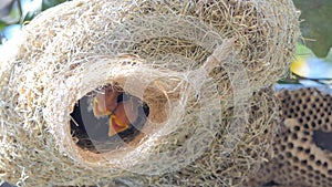 Flapper of asian golden weaver in nest