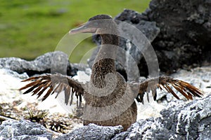 Flapping Cormorant photo