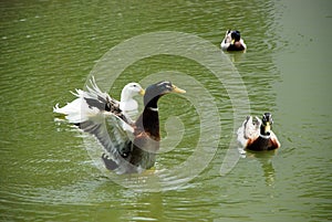 Flapping duck photo