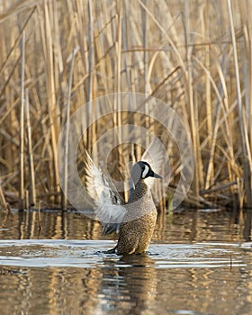 Flapping Duck