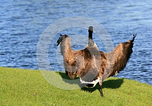 Flapping Goose at Waters Edge