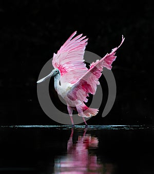 Flapping its wings, the rosette spoonbill dries its wings after bathing photo