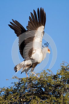 Flapping secretary bird