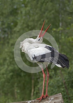 Flapping stork on a trunk