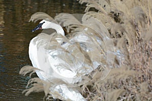 flapping trumpet swan