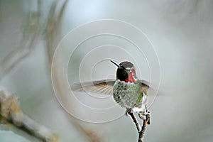 Flapping Wings of a Ruby Throated Hummingbird