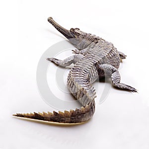 The flase gharial isolated with white background