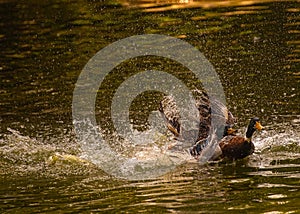 A flash in water