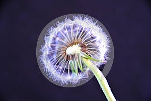 Flashed Dandelion in darkness with soft stary shapes