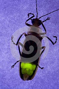 Flashing Firefly - Lightning Bug